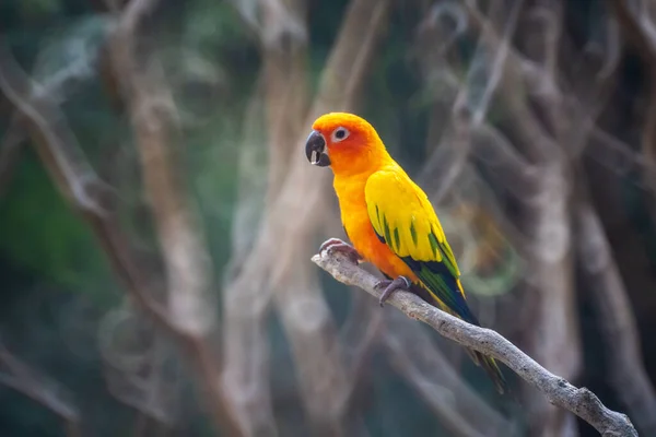 Beautiful colorful Sun Conure parrot birds or Love Bird science — 스톡 사진