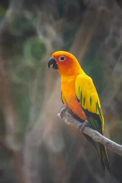 Piękne kolorowe słońce Conure papugi ptaków lub Love Bird nauki — Zdjęcie stockowe