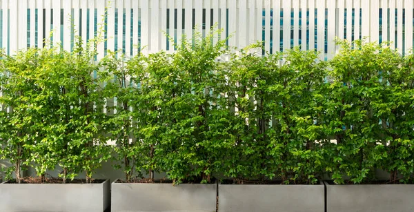 Zelený přírodní plot okrasné rostliny strom exteriér a bílá wo — Stock fotografie