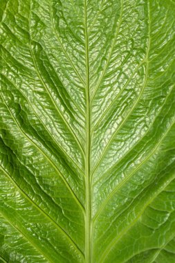 Çevresel doğa kavramı için, arka plan dokusuyla dolu yaprağın güzel yeşil doğal yüzeyi