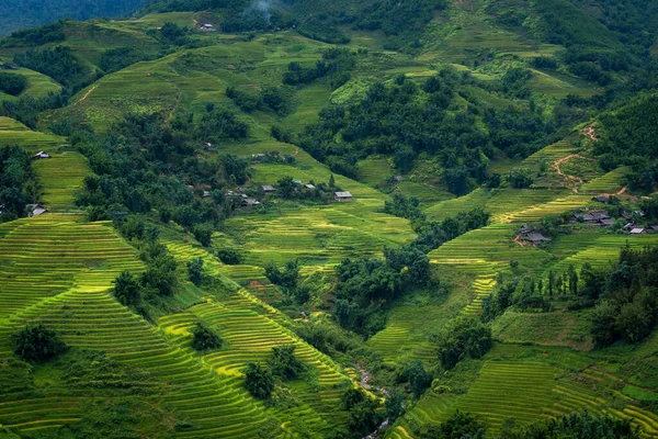 Schöne Reisterrasse Reisfeld Bei Ist Der Berühmte Ort Und Reiseziel — Stockfoto