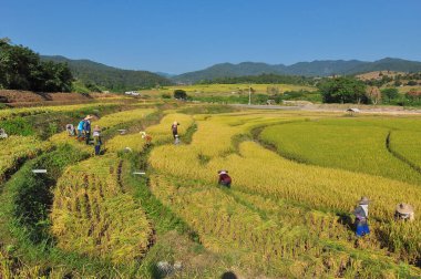 Çiftçiler Tayland 'ın en sevdikleri yemeği olan Tayland usulü organik pirinç yasemin pilavı hasat ediyorlar. Tayland 'ın ünlü tarım ürünü.