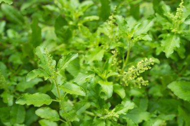 Fesleğen yeşili yaprak ağacı ya da bilim adı. Sekizinci tapınak doğal bitkisel keskin bir kokudur. Yemek pişirme malzemelerini tatlandırmada faydalıdır. 