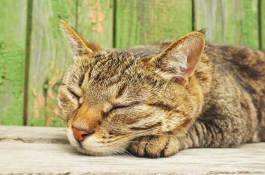 Bir yaz gününde ahşap bir kürsüde uyuma tekir kedi closeup