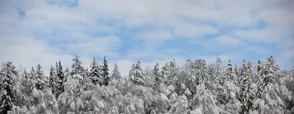 Beautiful winter landscape with snow-covered trees. Winter snow forest with blue sky on background. Fabulous winter. Concept background for new year and Christmas cards — Stock Photo, Image