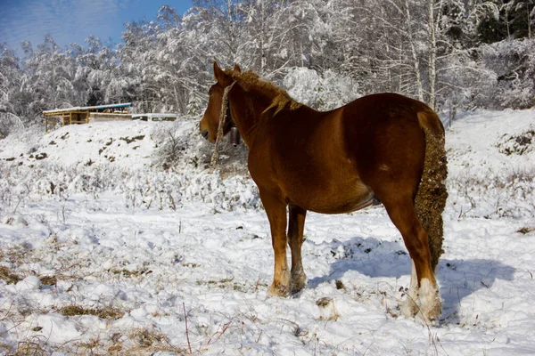 Červený kůň stojí v zimním zasněženém lesním výhledu zezadu. Hnědý a zlatý kůň se spletenou hřívou a ocasem proti modré obloze a sněhu — Stock fotografie