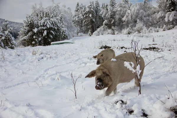 Pigs run in the snow in the winter forest. Pigs look for food and roots in the ground and snow. The concept of eco-friendly animal husbandry. — Stock Photo, Image