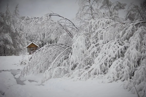 Beautiful winter landscape with snow covered trees. Winter snowy forest. Branches bend under the weight of snow. In the distance you can see a small house.