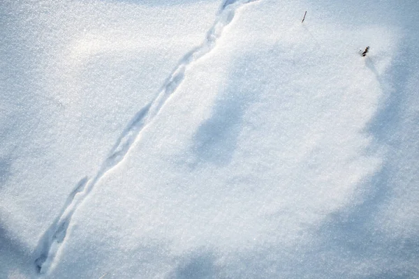 Pistes d'animaux dans la vue du sommet de la neige. fond de neige blanche . — Photo