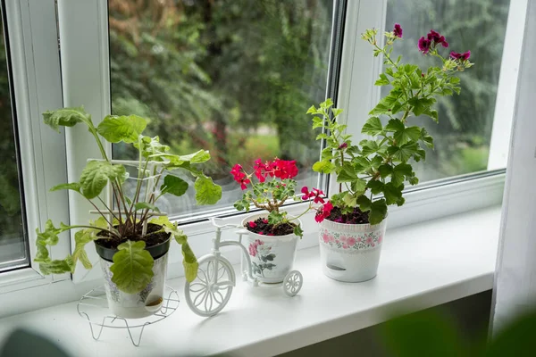 Pencere kenarındaki saksılarda kırmızı sardunya çiçekleri. Güzel küçük sardunya pelargonyum çiçeği. Konfor ve bahçıvanlık kavramı