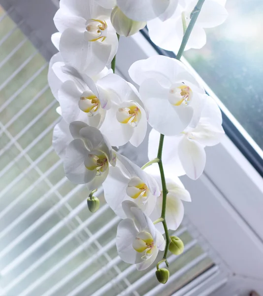 Gyönyörű Fehér Orchideák Finom Háttérrel Fehér Phalaenopsis Orchidea Közelkép — Stock Fotó