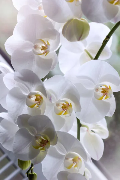 Gyönyörű Fehér Orchideák Finom Háttérrel Fehér Phalaenopsis Orchidea Közelkép — Stock Fotó