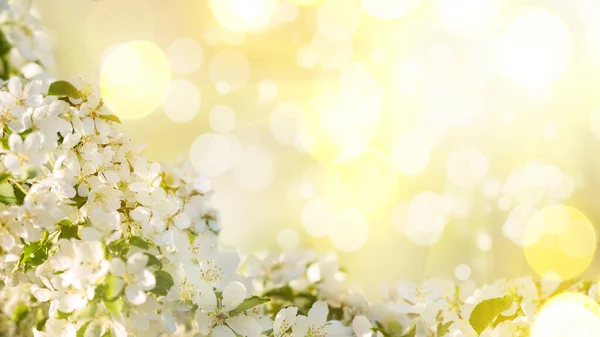 Virágzó almafa. Tavaszi banner fehér almavirág helyet a szövegnek, a háttérben a fényes napsugarak és bokeh. Gyümölcsös. A természet felébresztése. Kora tavasz. Lágy fókusz. — Stock Fotó