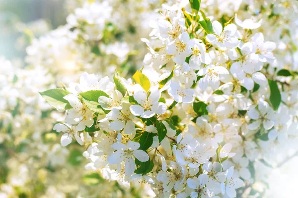 Fioritura di mele in primavera. Sfondo di fiori bianchi su un ramo. Concentrati. Bandiera primavera . — Foto Stock