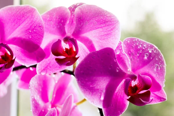 Gyönyörű rózsaszín orchideák, finom háttérrel. Lila-rózsaszín Phalaenopsis Orchidea vízcseppekkel a szirmokon, közelkép. — Stock Fotó