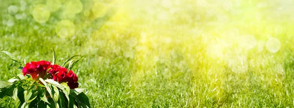 Absztrakt zöld banner háttér fű és izzó nap. Celosia virág, kakasok fésű piros háttér zöld fű és napsugarak. — Stock Fotó