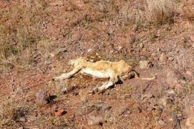 Kurak zeminde kurumuş ölü bir buzağı. Tarladaki çöplükte ölü inek leşi..
