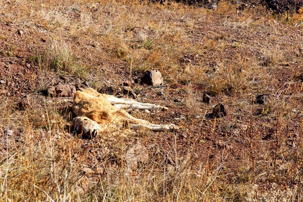 Vitello Morto Essiccato Terreno Asciutto Siccità Carcassa Mucca Morta Sulla — Foto Stock