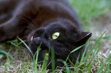 Siyah bir kedi çimlerin üzerinde yatıyor, dili yakın plan çekimde dışarı sarkıyor.