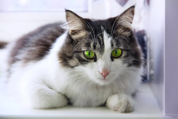 Gato Gris Blanco Mullido Sienta Alféizar Blanco Ventana Gato Parece — Foto de Stock