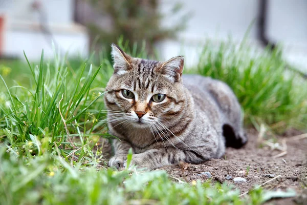 Güzel kahverengi bir tekir kedi çimlerin üzerinde dinleniyor. Evcil hayvanların bakımı kavramı