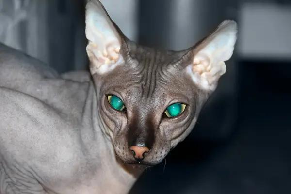 Gato Raza Esfinge Gris Con Ojos Verdes Primer Plano Gato — Foto de Stock