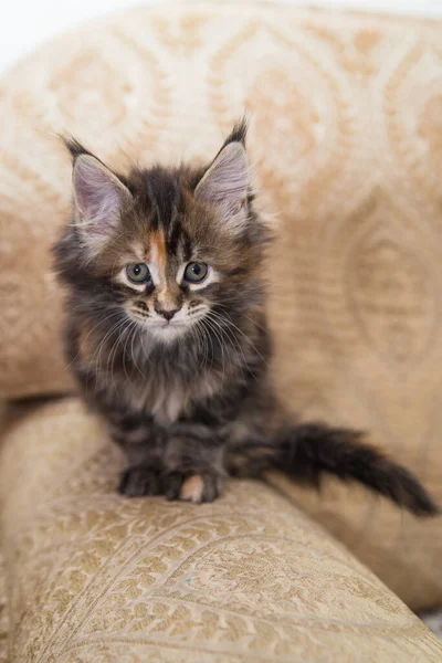 Il gattino del Maine Coon. Età - 2 mesi. Concetto di animali domestici e medicina veterinaria. — Foto Stock