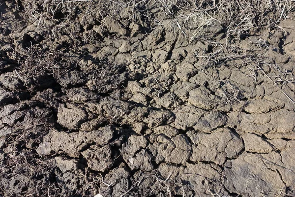 Cracked wet mud clay earth background. Texture of wet soil, top view