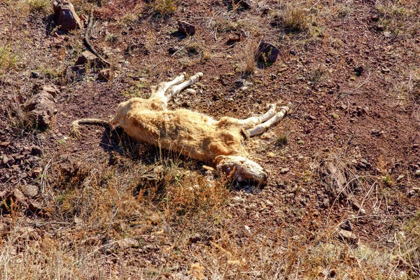 干ばつの乾燥した地面に死んだ子牛 現場で死んだ牛の死体だ — ストック写真
