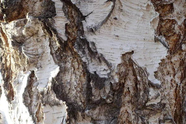 껍질을 벗긴다 위에서 바라본 자작나무 줄기의 — 스톡 사진