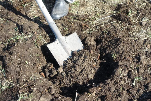 Gardener digging with garden spade in black earth soil. Farming, gardening, agriculture.Worker digs the black soil with shovel in the vegetable garden. Spring planting of tree seedlings.