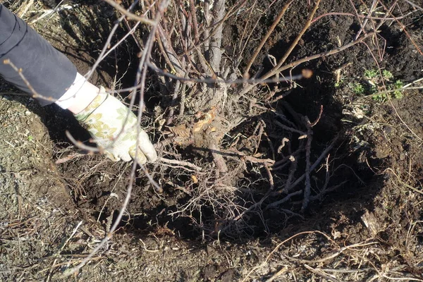 Kız bahçedeki kara toprağa bir meyve fidanı yerleştirir. Bereketli olur. Çiftçilik, bahçıvanlık, tarım. Bahar ekimi ağaç fidanları