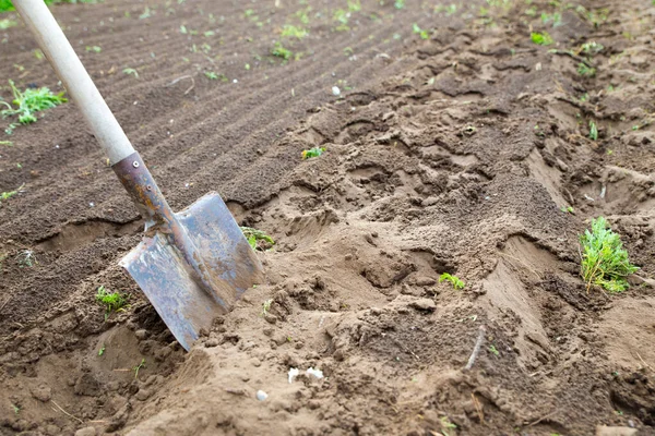 Gardener digging with garden spade in black earth soil. Farming, gardening, agriculture.Worker digs the black soil with shovel in the vegetable garden. Spring digging of the soil before planting.