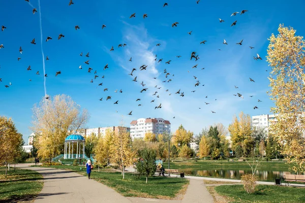 木々や鮮やかな青い空に対してハトを飛んで都市公園 ロシア アバカン 2018年10月30日 — ストック写真