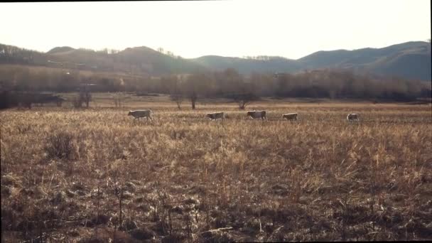 Las vacas pasan por el campo una tras otra. — Vídeos de Stock