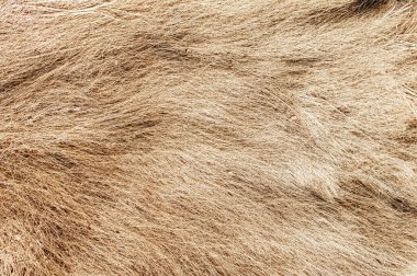 Rüzgâr ve yağmurun altında ezdiği kuru çimenler bir tarlada yatıyor. Sarı ölü ot, doğal arka plan..