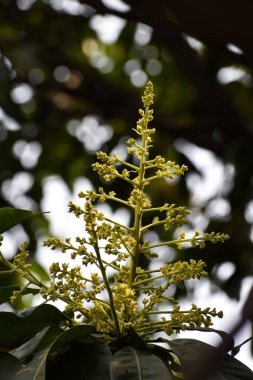 Mangifera indica çiçekleri ve tomurcukları, genellikle yeşil yapraklı mango olarak bilinir.