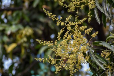 Mangifera indica çiçekleri ve tomurcukları, genellikle yeşil yapraklı mango olarak bilinir.