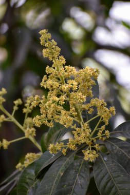 Mangifera indica çiçekleri ve tomurcukları, genellikle yeşil yapraklı mango olarak bilinir.