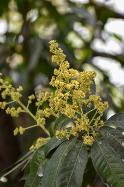 Mangifera indica çiçekleri ve tomurcukları, genellikle yeşil yapraklı mango olarak bilinir.