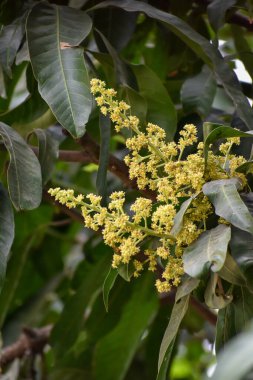 Mangifera indica çiçekleri ve tomurcukları, genellikle yeşil yapraklı mango olarak bilinir.