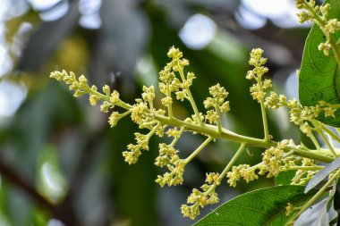 Mangifera indica çiçekleri ve tomurcukları, genellikle yeşil yapraklı mango olarak bilinir.