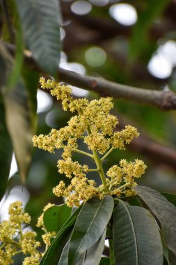 Mangifera indica çiçekleri ve tomurcukları, genellikle yeşil yapraklı mango olarak bilinir.