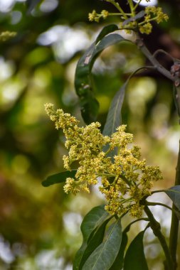 Mangifera indica çiçekleri ve tomurcukları, genellikle yeşil yapraklı mango olarak bilinir.