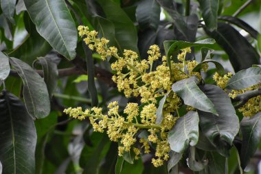 Mangifera indica çiçekleri ve tomurcukları, genellikle yeşil yapraklı mango olarak bilinir.
