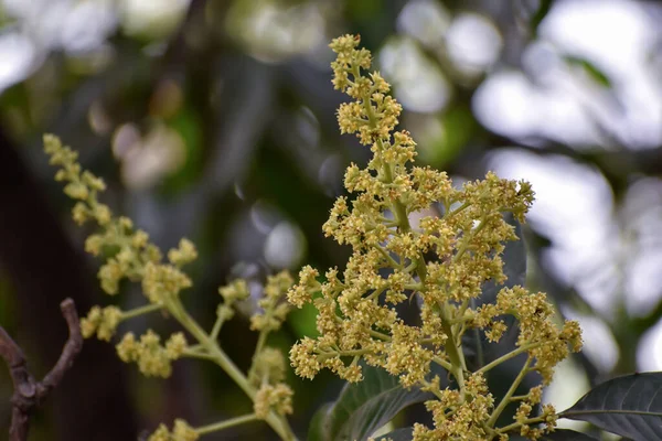 Flores Brotes Mangifera Indica Comúnmente Conocido Como Mango Con Hojas — Foto de Stock