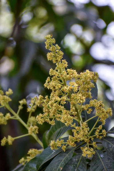 stock image Flowers and buds of Mangifera indica, commonly known as mango with green leaves