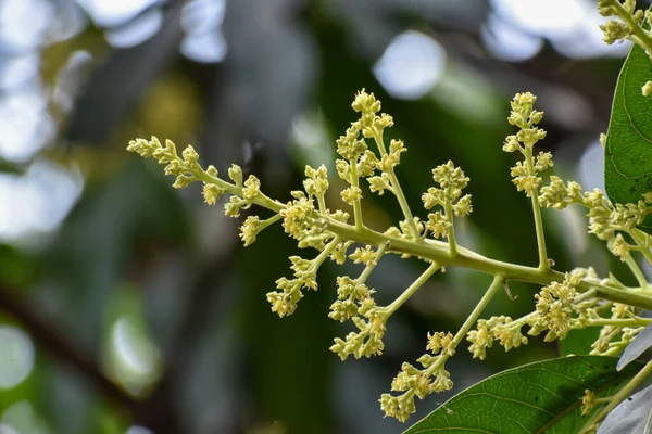 Flores Brotes Mangifera Indica Comúnmente Conocido Como Mango Con Hojas — Foto de Stock