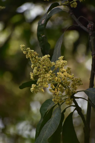 Fleurs Bourgeons Mangifera Indica Communément Appelée Mangue Aux Feuilles Vertes — Photo