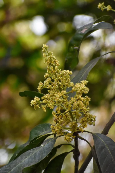 Flores Brotes Mangifera Indica Comúnmente Conocido Como Mango Con Hojas — Foto de Stock